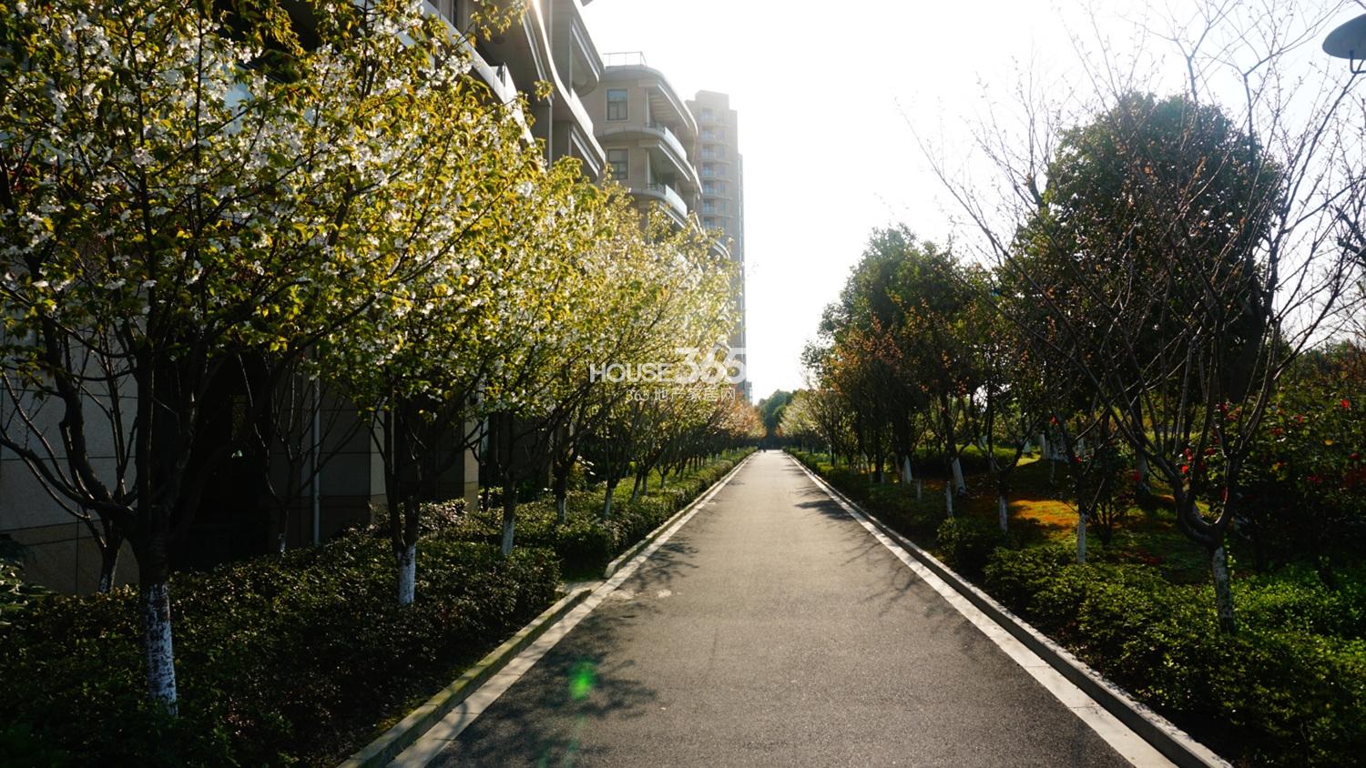 2015年4月初贺田尚城湾流1号组团景观绿化实景